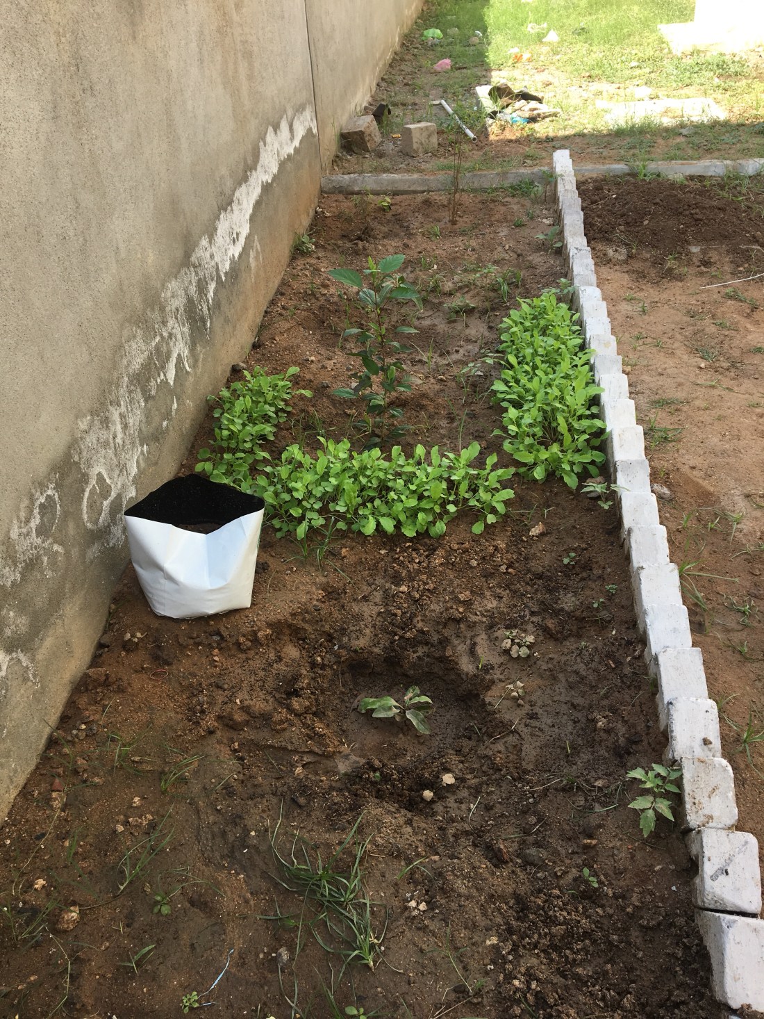 Chiku, Mango, Pomegranates, Hibiscus, Radish, Beetle Leaf& Thulasi!!