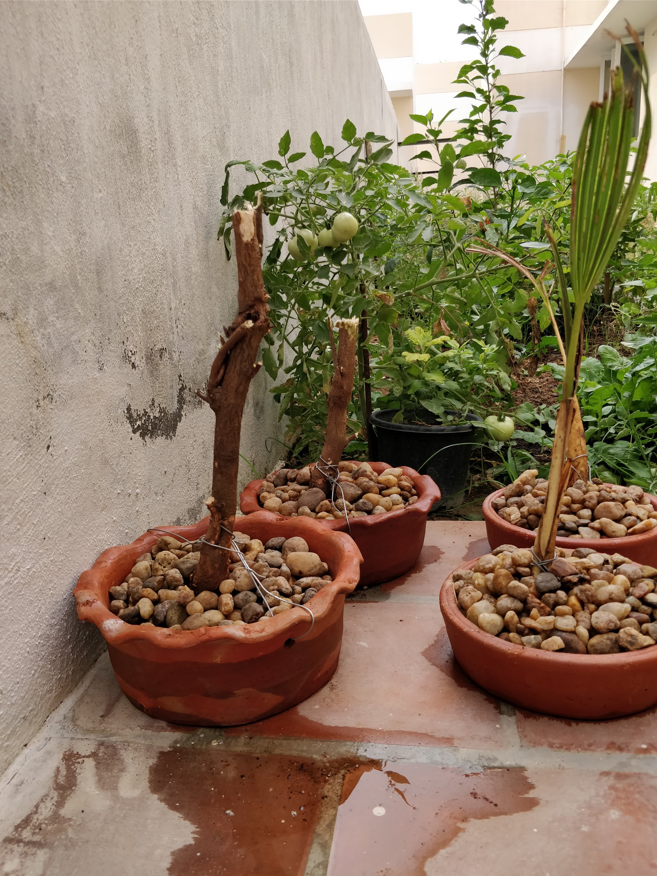 Neem & Palm Bonsai Neem & Palm Bonsai
