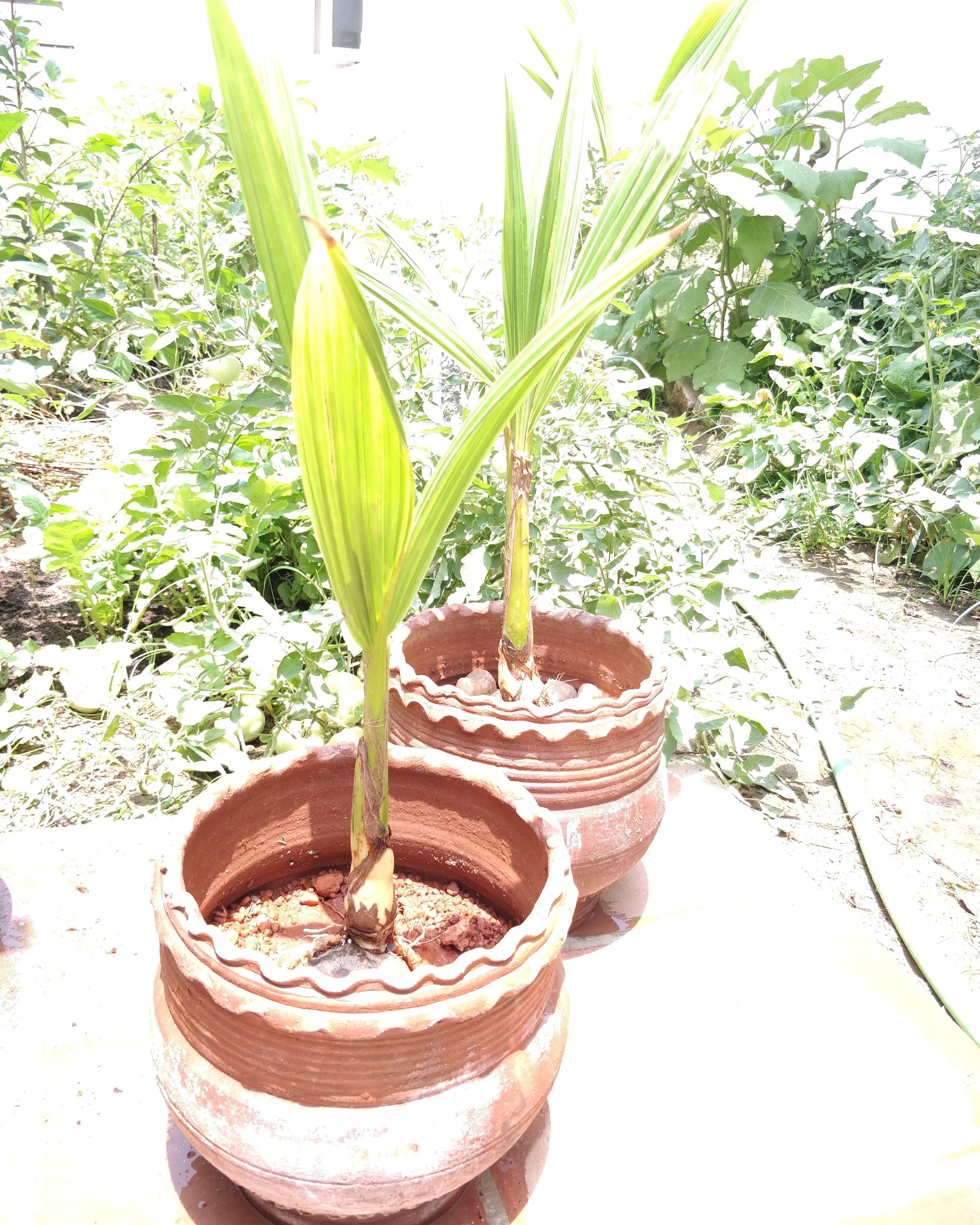 Coconut Sapling Coconut Bonsai