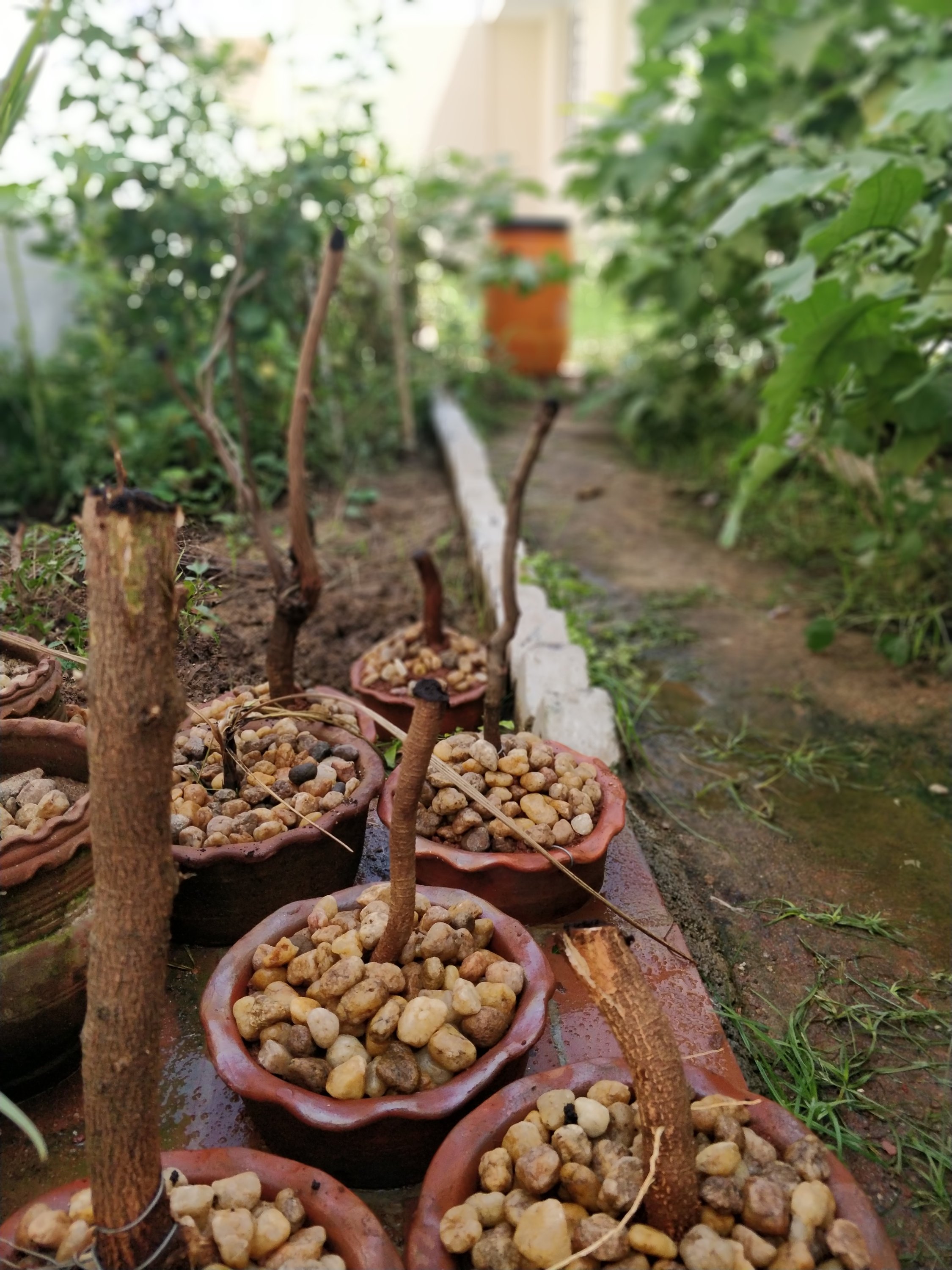 Pruned Neem Bonsai!!
