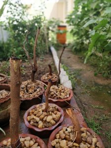 Pruned Neem Bonsai!!