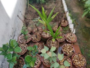Need Bonsai | Banyan Bonsai | Ficus Bonsai | Palm Bonsai | Coconut Bonsai